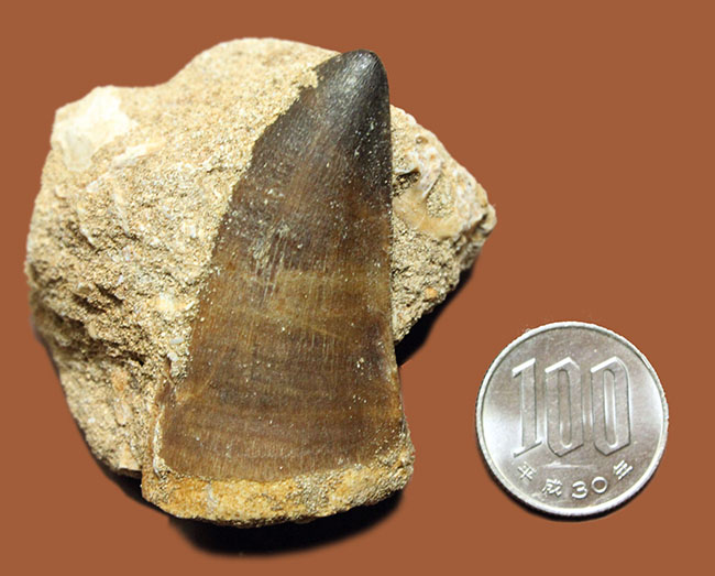 上等なエナメル質が保存された立派な母岩付きモササウルス（Mosasaurus）の大きな歯化石。クリーニングを趣味とする方にもおすすめ。（その6）