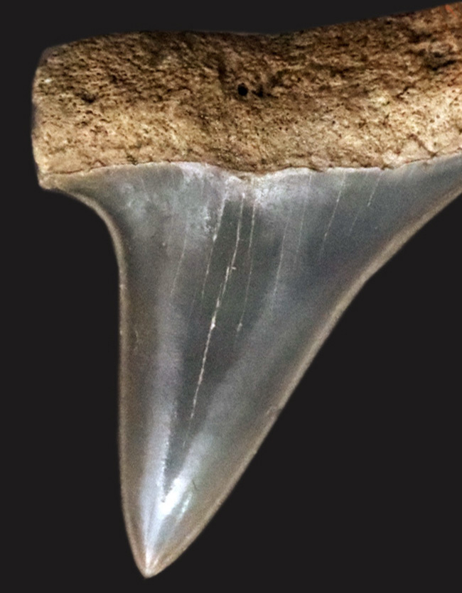 美品！古代のスピードスター、イスルス（Isurus）の歯化石（その1）