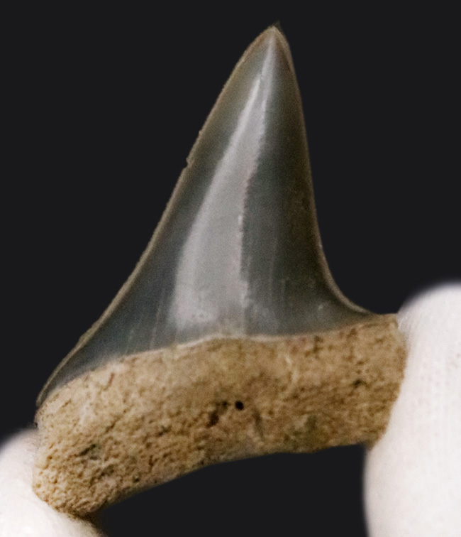 美品！古代のスピードスター、イスルス（Isurus）の歯化石（その2）