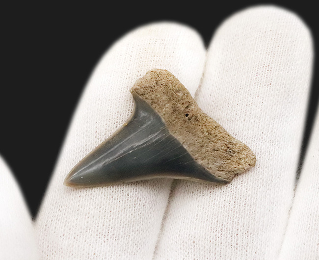 美品！古代のスピードスター、イスルス（Isurus）の歯化石（その3）