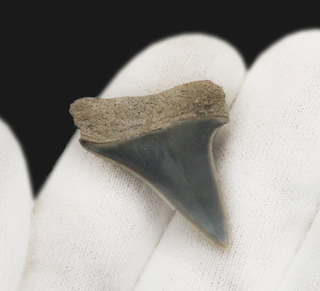 美品！古代のスピードスター、イスルス（Isurus）の歯化石（その4）