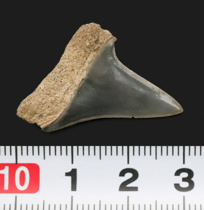 美品！古代のスピードスター、イスルス（Isurus）の歯化石（その6）