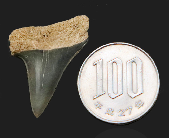 美品！古代のスピードスター、イスルス（Isurus）の歯化石（その7）