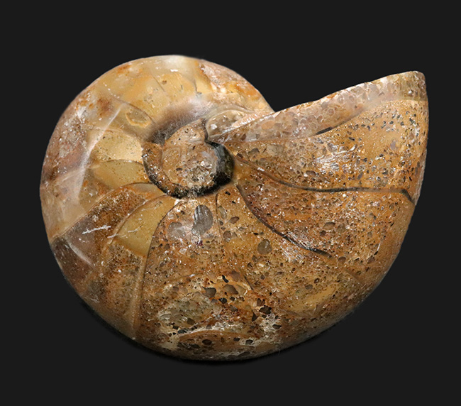 ビッグサイズ！古生代デボン紀から現世まで、およそ４億年も生命をつないでいる、長生きの象徴のような存在、オウムガイ（Nautilus）の化石（その1）
