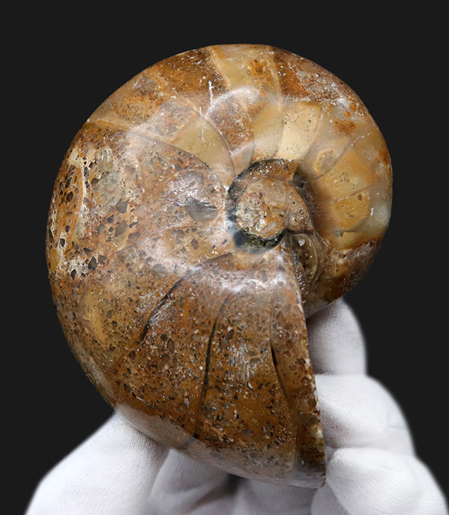 ビッグサイズ！古生代デボン紀から現世まで、およそ４億年も生命をつないでいる、長生きの象徴のような存在、オウムガイ（Nautilus）の化石（その2）
