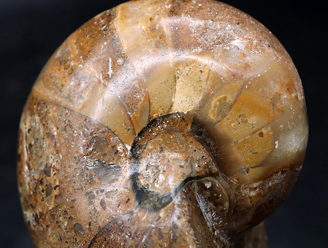 ビッグサイズ！古生代デボン紀から現世まで、およそ４億年も生命をつないでいる、長生きの象徴のような存在、オウムガイ（Nautilus）の化石（その3）