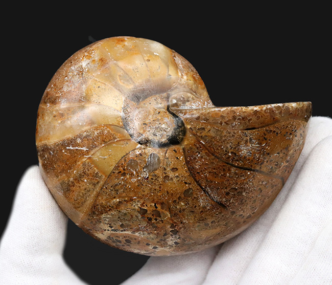 ビッグサイズ！古生代デボン紀から現世まで、およそ４億年も生命をつないでいる、長生きの象徴のような存在、オウムガイ（Nautilus）の化石（その4）