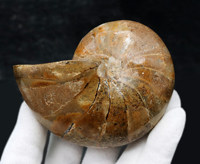 ビッグサイズ！古生代デボン紀から現世まで、およそ４億年も生命をつないでいる、長生きの象徴のような存在、オウムガイ（Nautilus）の化石（その5）
