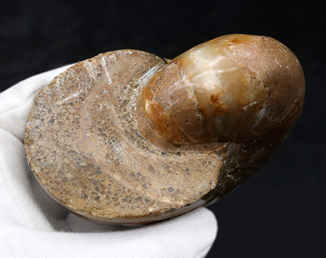 ビッグサイズ！古生代デボン紀から現世まで、およそ４億年も生命をつないでいる、長生きの象徴のような存在、オウムガイ（Nautilus）の化石（その6）