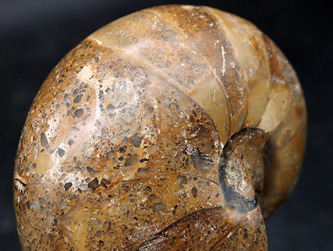 ビッグサイズ！古生代デボン紀から現世まで、およそ４億年も生命をつないでいる、長生きの象徴のような存在、オウムガイ（Nautilus）の化石（その7）