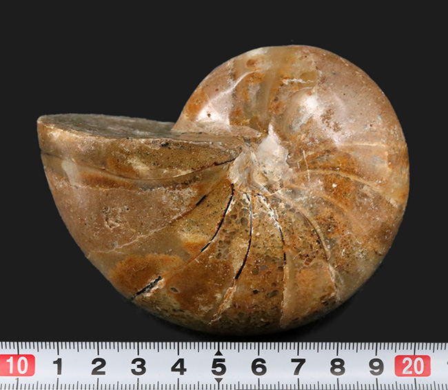 ビッグサイズ！古生代デボン紀から現世まで、およそ４億年も生命をつないでいる、長生きの象徴のような存在、オウムガイ（Nautilus）の化石（その8）