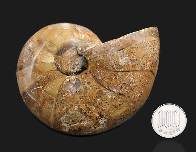 ビッグサイズ！古生代デボン紀から現世まで、およそ４億年も生命をつないでいる、長生きの象徴のような存在、オウムガイ（Nautilus）の化石（その9）