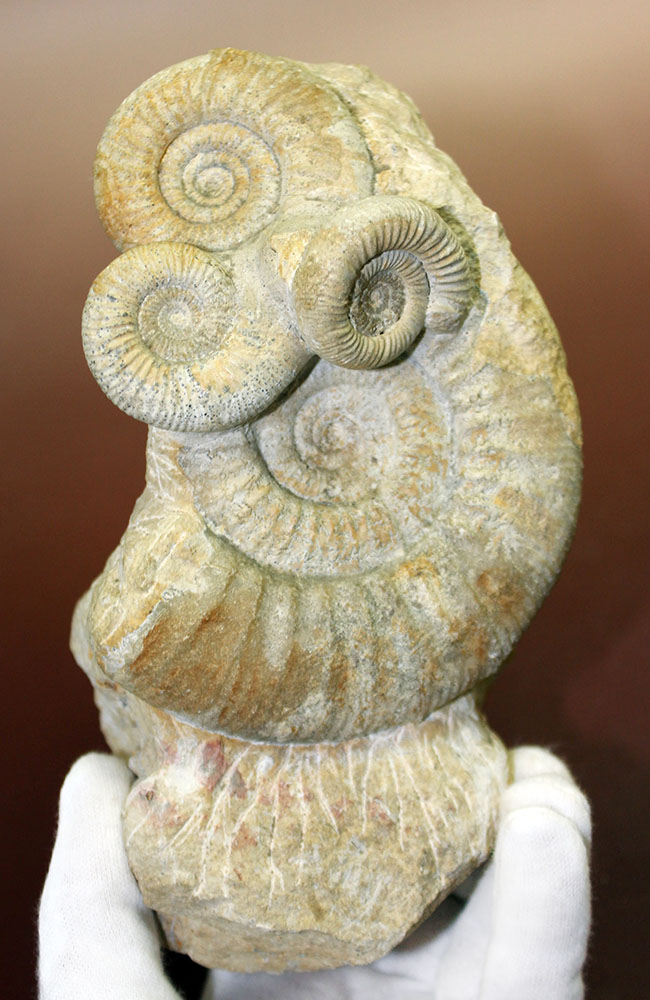 オブジェとしてお楽しみください。アンモナイト、ペリスフィンクテス(Perisphinctes sp.)。(その1)