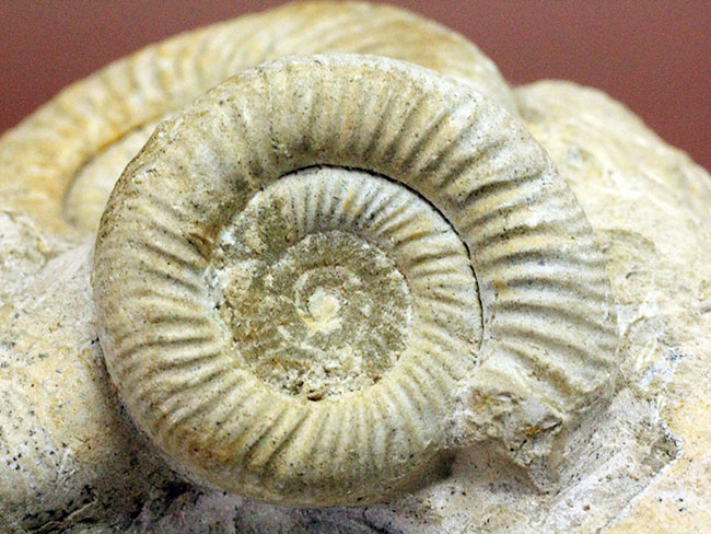 オブジェとしてお楽しみください。アンモナイト、ペリスフィンクテス(Perisphinctes sp.)。(その10)