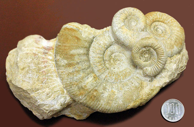 オブジェとしてお楽しみください。アンモナイト、ペリスフィンクテス(Perisphinctes sp.)。(その11)