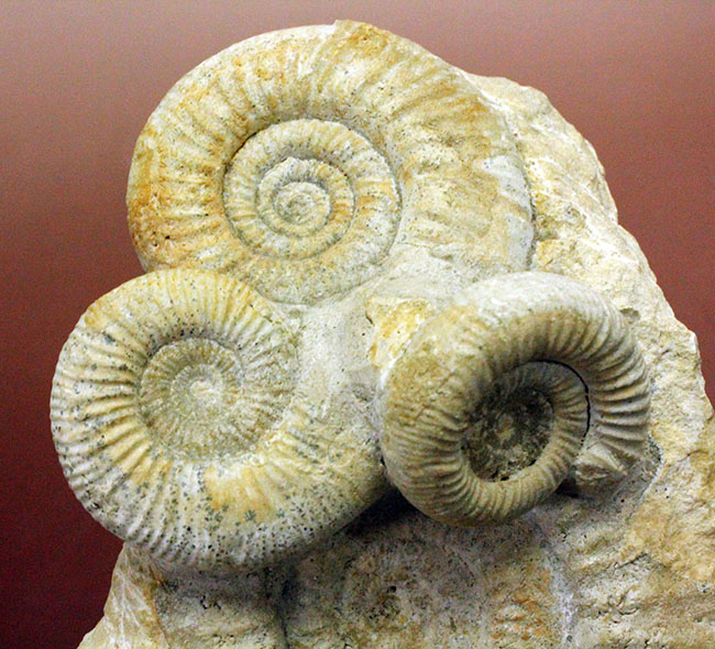 オブジェとしてお楽しみください。アンモナイト、ペリスフィンクテス(Perisphinctes sp.)。(その2)