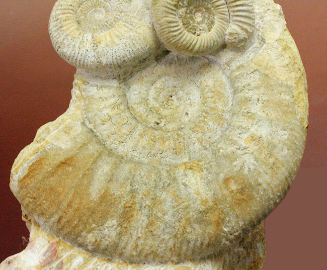 オブジェとしてお楽しみください。アンモナイト、ペリスフィンクテス(Perisphinctes sp.)。(その3)