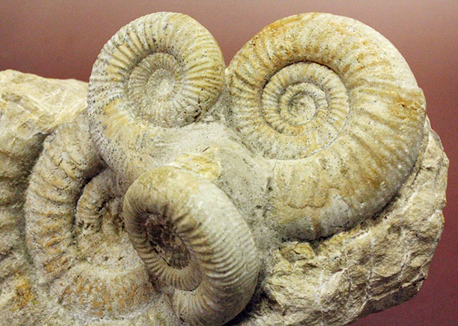 オブジェとしてお楽しみください。アンモナイト、ペリスフィンクテス(Perisphinctes sp.)。(その4)