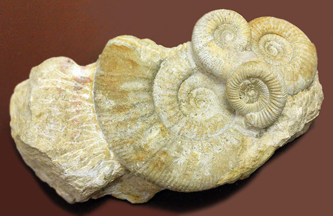 オブジェとしてお楽しみください。アンモナイト、ペリスフィンクテス(Perisphinctes sp.)。(その5)