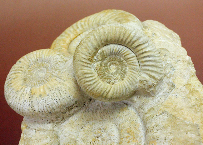 オブジェとしてお楽しみください。アンモナイト、ペリスフィンクテス(Perisphinctes sp.)。(その8)