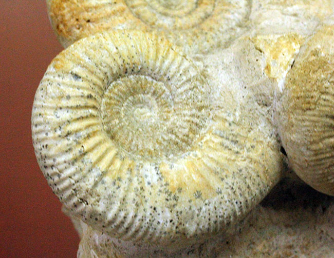 オブジェとしてお楽しみください。アンモナイト、ペリスフィンクテス(Perisphinctes sp.)。(その9)