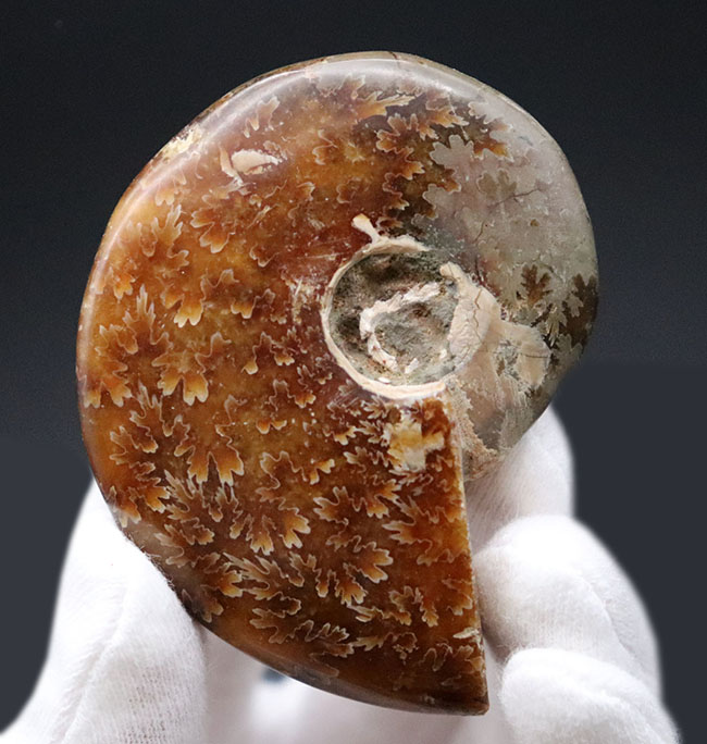 これぞ菊葉模様!縫合線が全体に露出した美しい化石、約1億2000万年前のアンモナイト、クレオニセラス(Cleoniceras)の化石(その1)