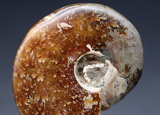 これぞ菊葉模様!縫合線が全体に露出した美しい化石、約1億2000万年前のアンモナイト、クレオニセラス(Cleoniceras)の化石(その2)
