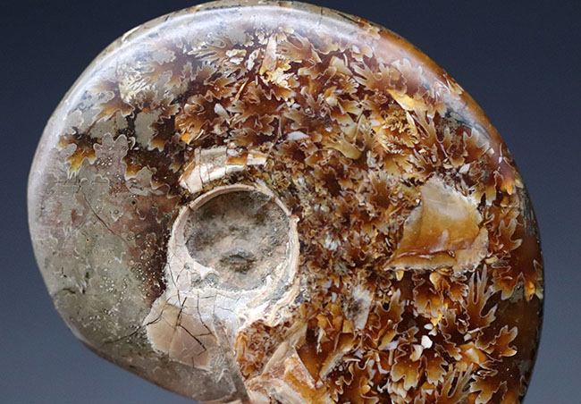 これぞ菊葉模様!縫合線が全体に露出した美しい化石、約1億2000万年前のアンモナイト、クレオニセラス(Cleoniceras)の化石(その4)