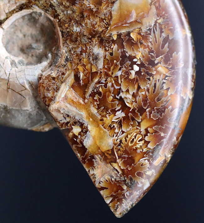 これぞ菊葉模様!縫合線が全体に露出した美しい化石、約1億2000万年前のアンモナイト、クレオニセラス(Cleoniceras)の化石(その5)