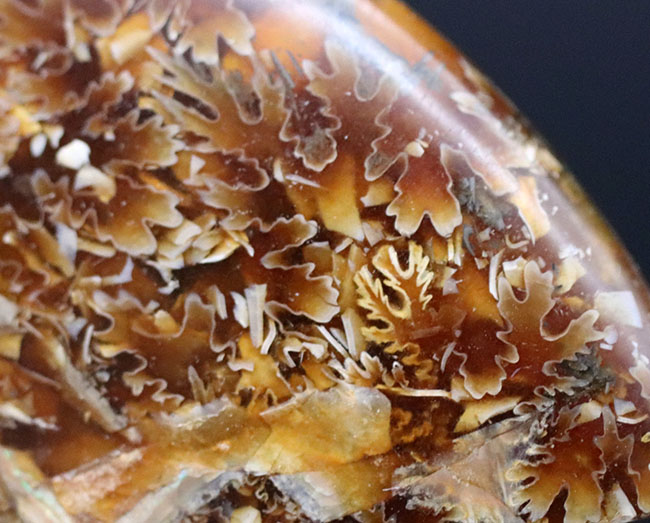 これぞ菊葉模様!縫合線が全体に露出した美しい化石、約1億2000万年前のアンモナイト、クレオニセラス(Cleoniceras)の化石(その6)