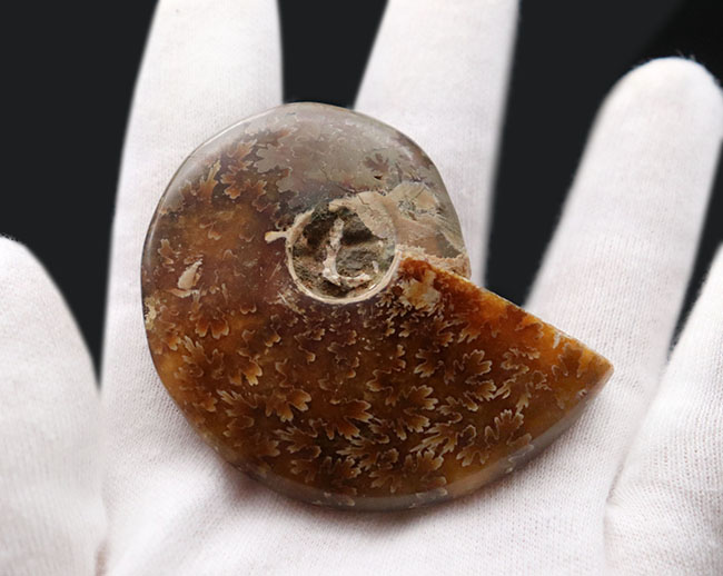 これぞ菊葉模様!縫合線が全体に露出した美しい化石、約1億2000万年前のアンモナイト、クレオニセラス(Cleoniceras)の化石(その7)