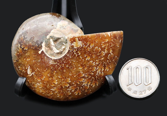 これぞ菊葉模様!縫合線が全体に露出した美しい化石、約1億2000万年前のアンモナイト、クレオニセラス(Cleoniceras)の化石(その8)