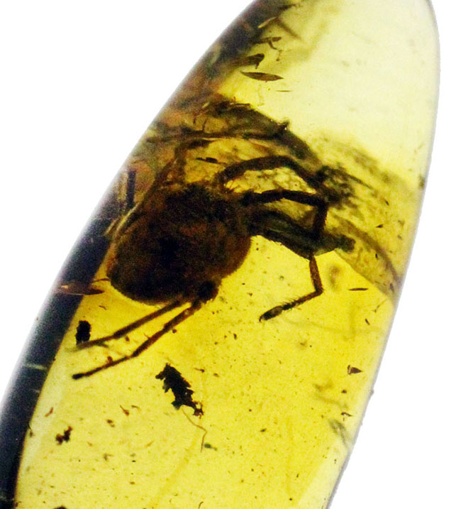 希少！ナミケダニ科の虫が包まれた、４０００万年以上前のバルト海産の琥珀（Amber）。ケース付き。（その1）
