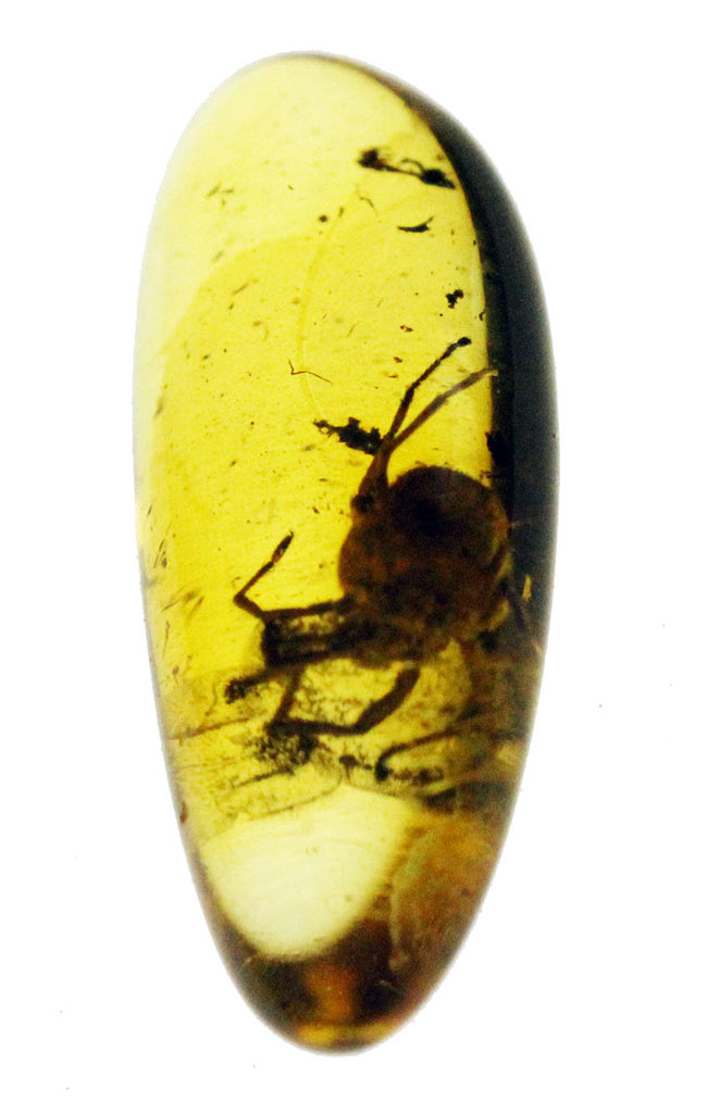 希少！ナミケダニ科の虫が包まれた、４０００万年以上前のバルト海産の琥珀（Amber）。ケース付き。（その2）