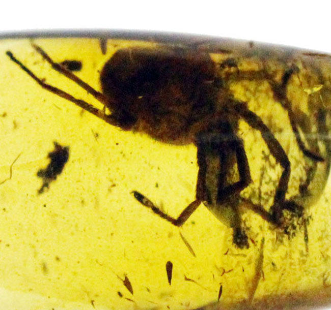 希少！ナミケダニ科の虫が包まれた、４０００万年以上前のバルト海産の琥珀（Amber）。ケース付き。（その3）