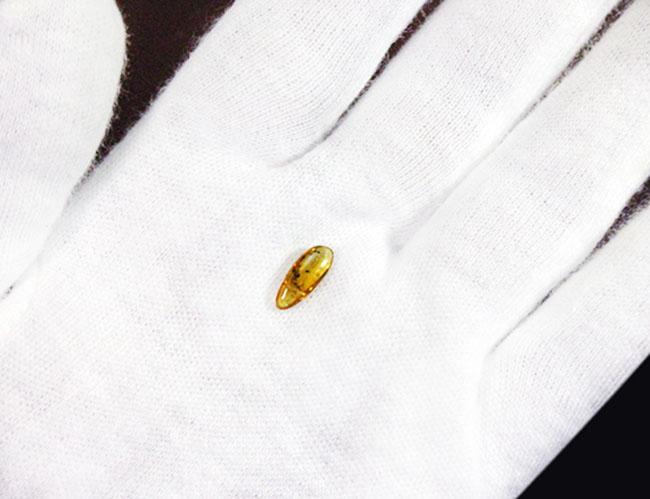 希少！ナミケダニ科の虫が包まれた、４０００万年以上前のバルト海産の琥珀（Amber）。ケース付き。（その4）