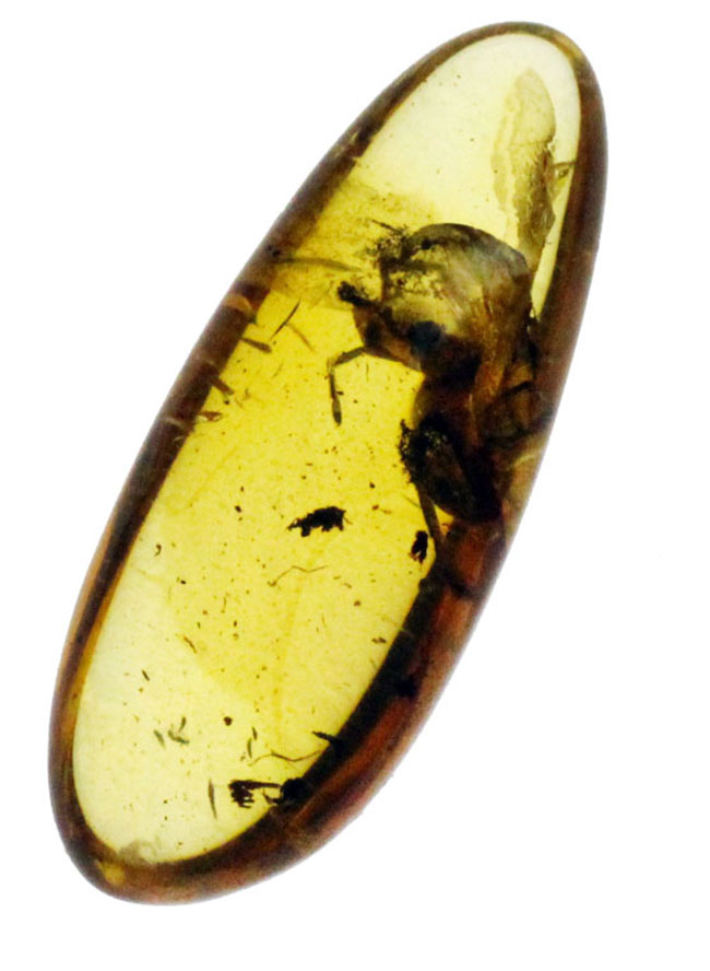 希少！ナミケダニ科の虫が包まれた、４０００万年以上前のバルト海産の琥珀（Amber）。ケース付き。（その5）