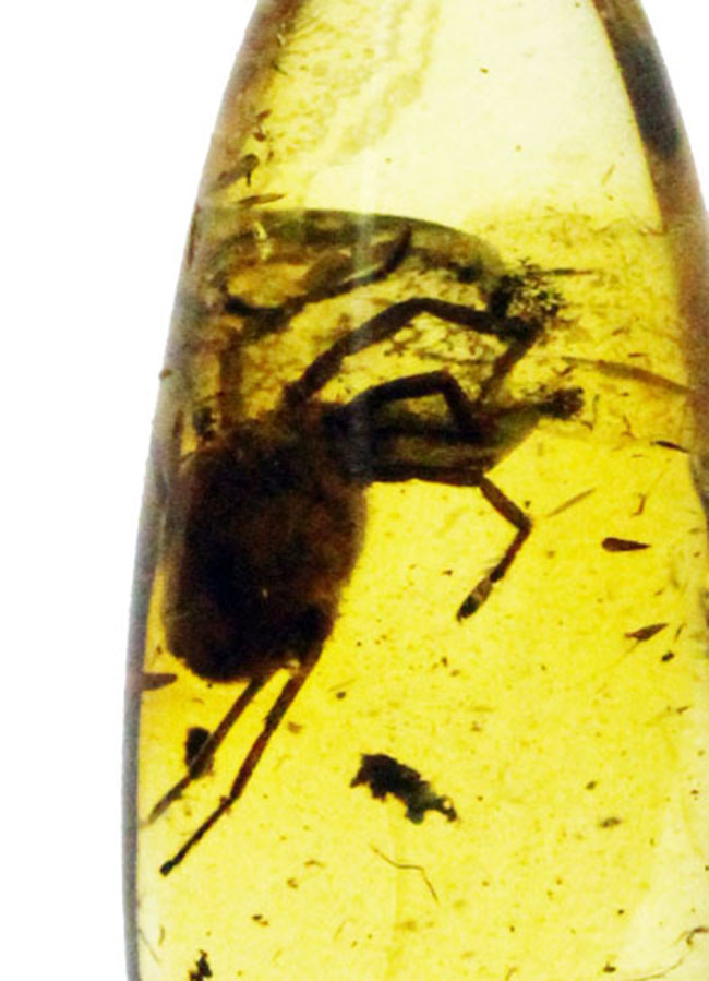 希少！ナミケダニ科の虫が包まれた、４０００万年以上前のバルト海産の琥珀（Amber）。ケース付き。（その6）