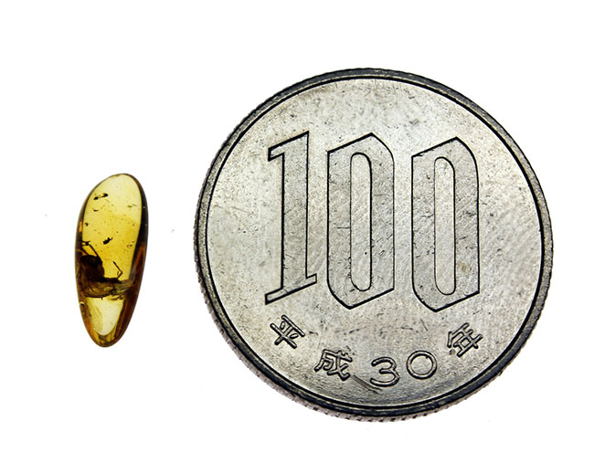 希少！ナミケダニ科の虫が包まれた、４０００万年以上前のバルト海産の琥珀（Amber）。ケース付き。（その7）