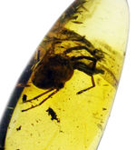 希少！ナミケダニ科の虫が閉じ込められた、４０００万年以上前のバルト海産の琥珀（Amber）。ケース付き。
