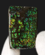 グリーンドラゴン！カナダ・アルバータ州の大地が生み出した生物起源の宝石、アンモライト（Ammolite）のピース