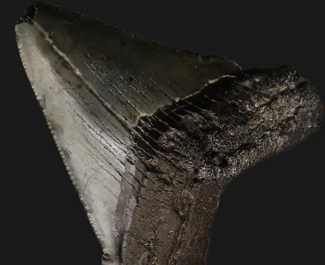 オールナチュラル！修復履歴がないことが確認されているメガロドン（Carcharocles megalodon）の歯化石（その1）