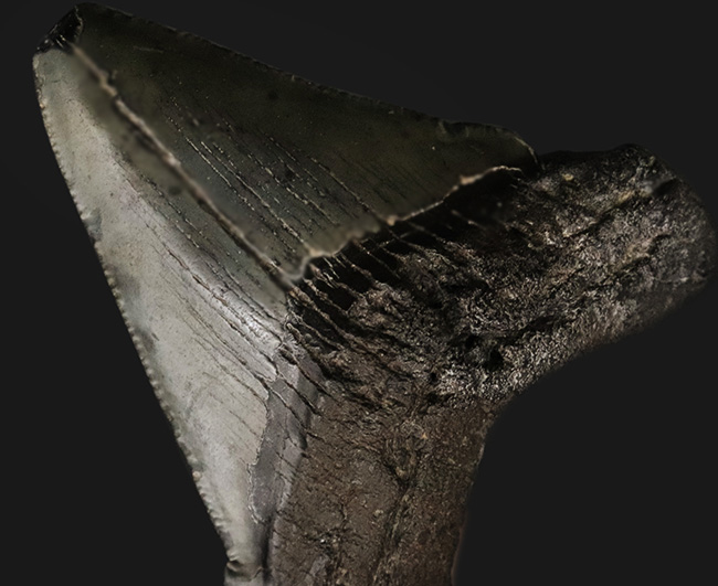 オールナチュラル!修復履歴がないことが確認されているメガロドン(Carcharocles megalodon)の歯化石(その1)