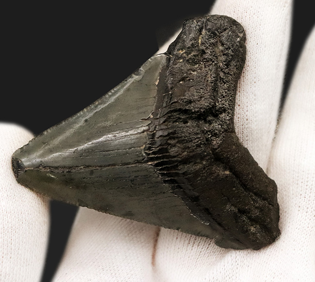 オールナチュラル!修復履歴がないことが確認されているメガロドン(Carcharocles megalodon)の歯化石(その2)