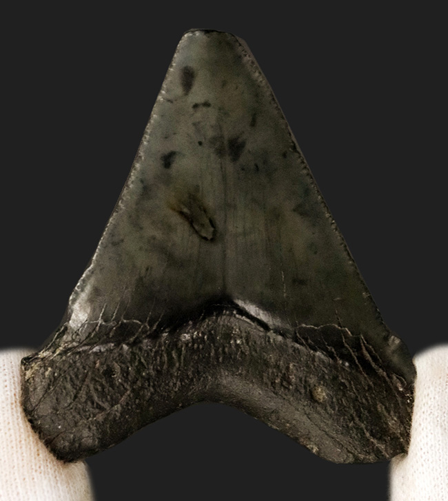 オールナチュラル！修復履歴がないことが確認されているメガロドン（Carcharocles megalodon）の歯化石（その4）