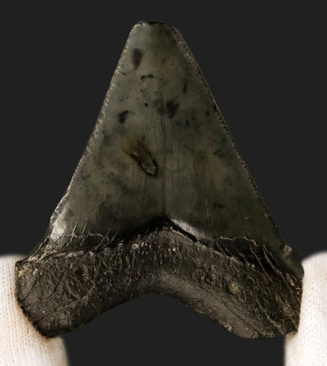 オールナチュラル!修復履歴がないことが確認されているメガロドン(Carcharocles megalodon)の歯化石(その4)