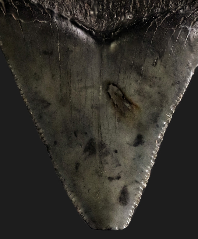 オールナチュラル!修復履歴がないことが確認されているメガロドン(Carcharocles megalodon)の歯化石(その5)