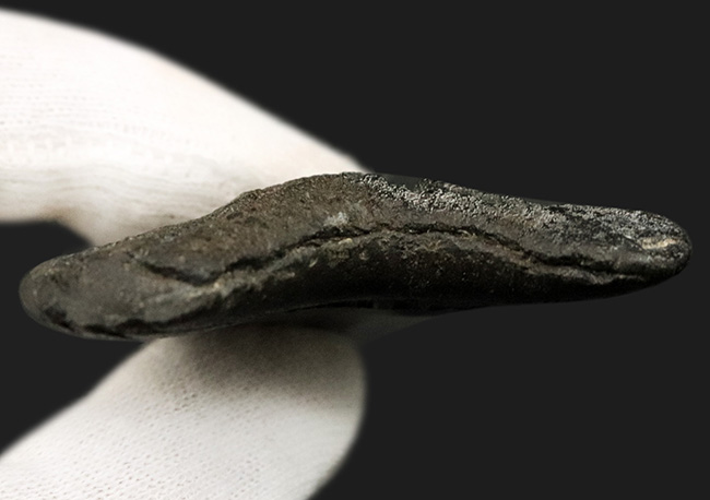 オールナチュラル！修復履歴がないことが確認されているメガロドン（Carcharocles megalodon）の歯化石（その6）