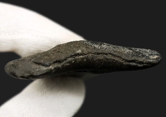 オールナチュラル!修復履歴がないことが確認されているメガロドン(Carcharocles megalodon)の歯化石(その6)