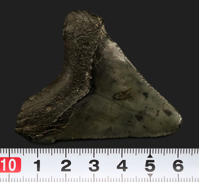 オールナチュラル!修復履歴がないことが確認されているメガロドン(Carcharocles megalodon)の歯化石(その7)